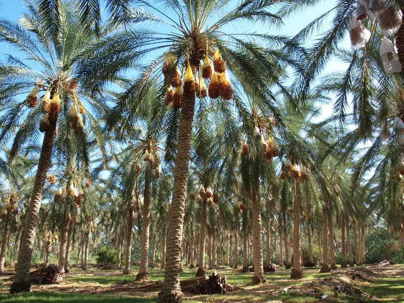 Palmerales del Jerid Ruta Túnez